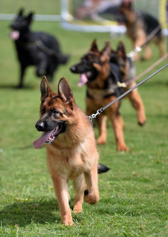 全国200多只德国牧羊犬台儿庄比美