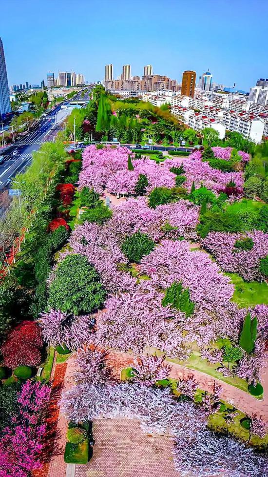 新浪寻找最美春天芬芳四月港城迎来最美花季