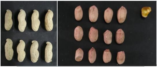 青岛农业大学宇花18号花生品种入选国家粮油生产主导品种