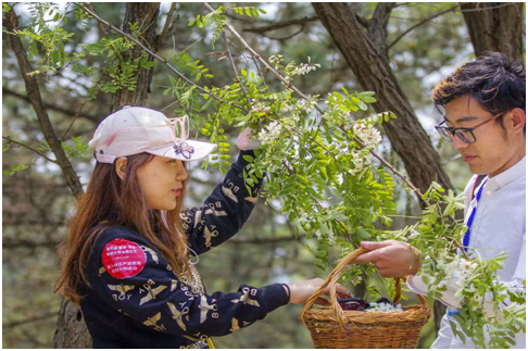 南墅镇大青山槐花节开幕,游客采摘槐花.封江南摄