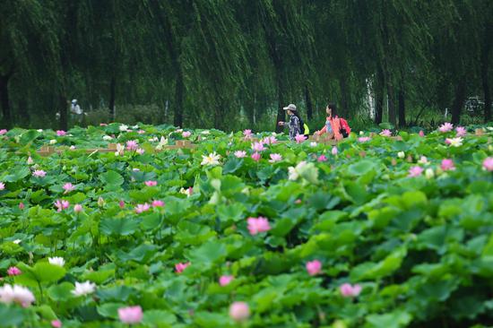 台儿庄古城荣获2018年度《中国国家旅游》最受读者喜爱的古镇