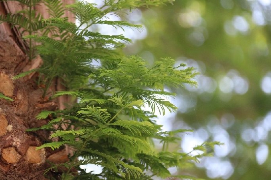 国家一级保护植物--水杉(摄影:崔可宁)