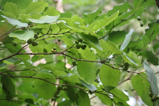 山东省珍稀植物--白木乌桕(摄影:崔可宁)