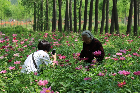 菏泽市东明黄河森林公园游客观赏牡丹、芍药。图片来源:菏泽市摄影家协会