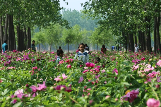 (菏泽市东明黄河森林公园。图片来源:菏泽市摄影家协会)