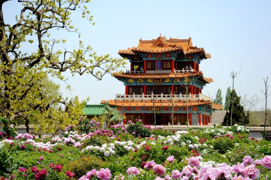 (菏泽市曹州牡丹园。图片来源:菏泽市摄影家协会)