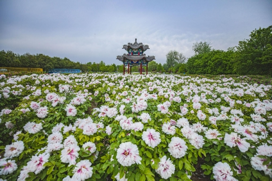(菏泽市曹州牡丹园。图片来源:杜昊)