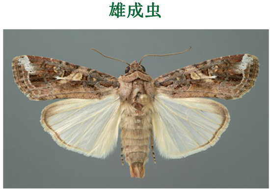 专治妖蛾子济宁市开展草地贪夜蛾防控工作