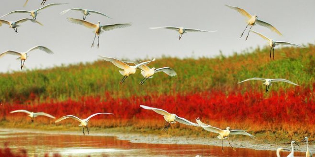 换个角度“瞰”东营——湿地之城展新姿