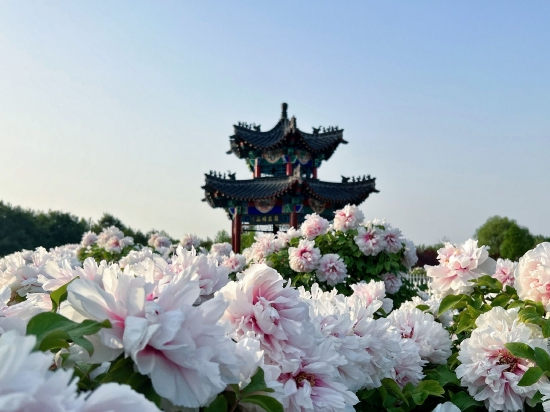 (菏泽市曹州牡丹园。图片来源:张轶菲)