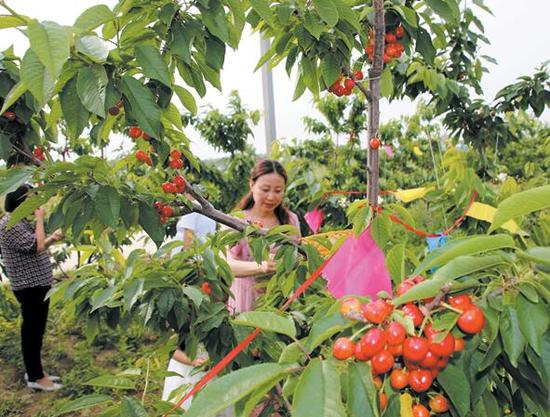 滨州无棣县车王镇百果园第一茬樱桃熟了