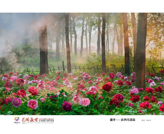 (菏泽市曹州牡丹园。图片来源:菏泽市摄影家协会郝传云)