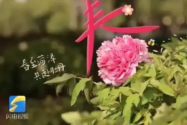 以牡丹为媒，共同讲好黄河故事