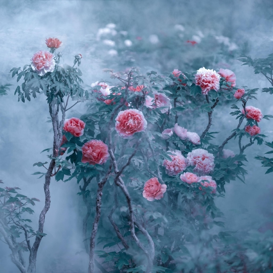 （菏泽市曹州牡丹园。图片来源：郝传云《百年芳华》）
