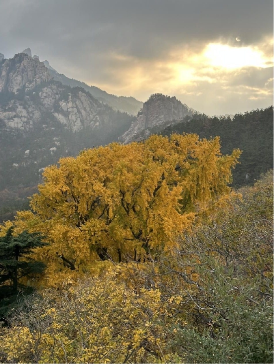 国家一级保护植物--银杏(摄影:郑培明)