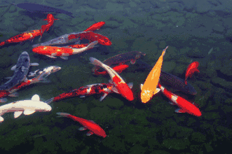 331_220gif 动态图 动图