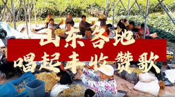 山東各地唱起豐收贊歌