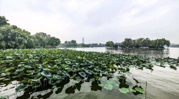 游覽濟南大明湖：一城山色半城湖
