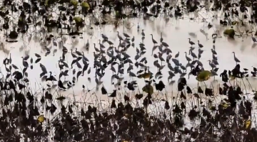 白鹭绕塘：初冬临沂枣园万亩荷塘