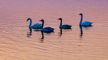 济南玉清湖天鹅限量款美景上线