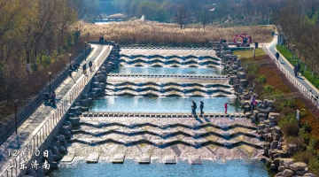 济南凤凰湖柳叶金黄芦苇翻飞