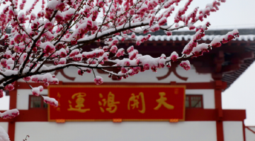 济南红叶谷梅花进入最佳观赏期