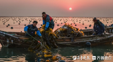 威海18万亩海带迎丰收盛景