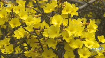 别再问“春天在哪里”了！青岛人最近都爱扎堆来这儿