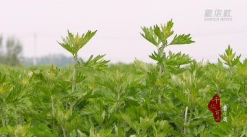 山东东阿：一株青艾启新程
