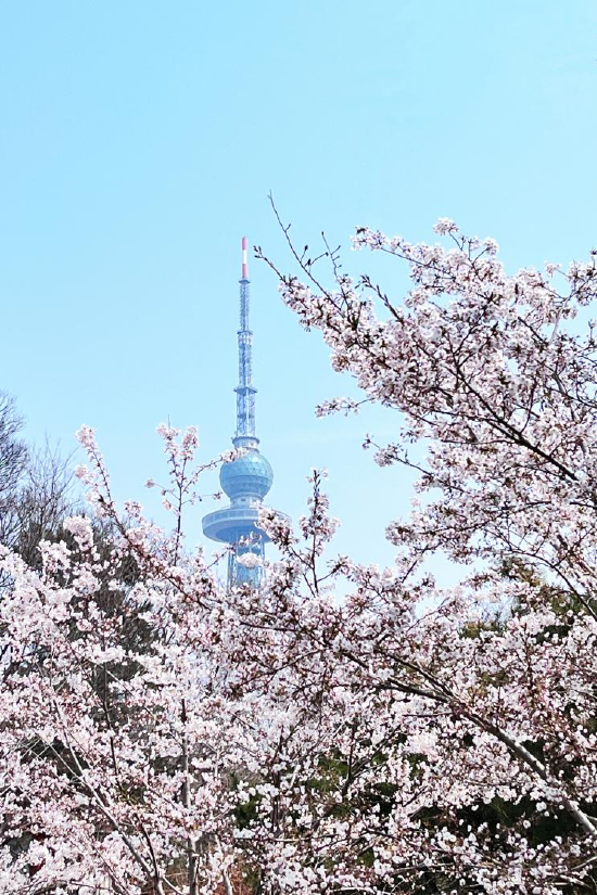 中山公园花开烂漫