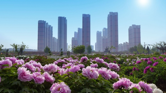 (菏泽牡丹与城市交相辉映。图片来源:《崛起中的牡丹城》菏泽市摄影家协会 马星魁)