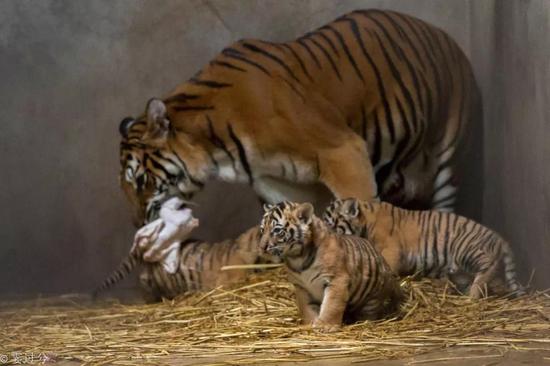 上海動物園新出生四胞胎小老虎滿月萌照全覽