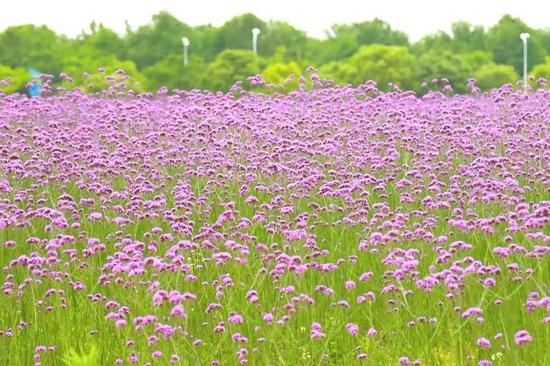 地址:浦东新区周浦镇周邓路4385号   西渡街道农艺公园