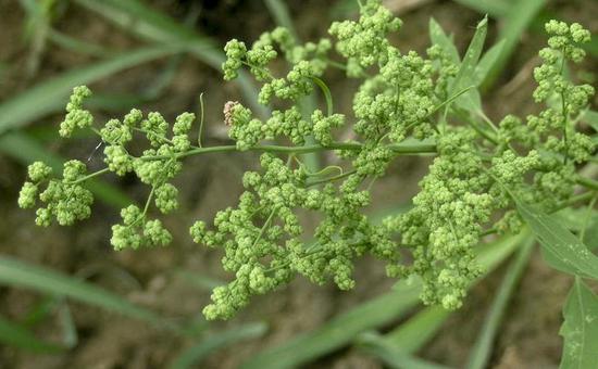 图十:小藜  中国植物图像库野菜是一种健康食品,具