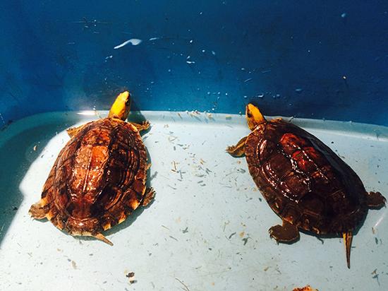 金头闭壳鬼腹甲花纹各有不同.