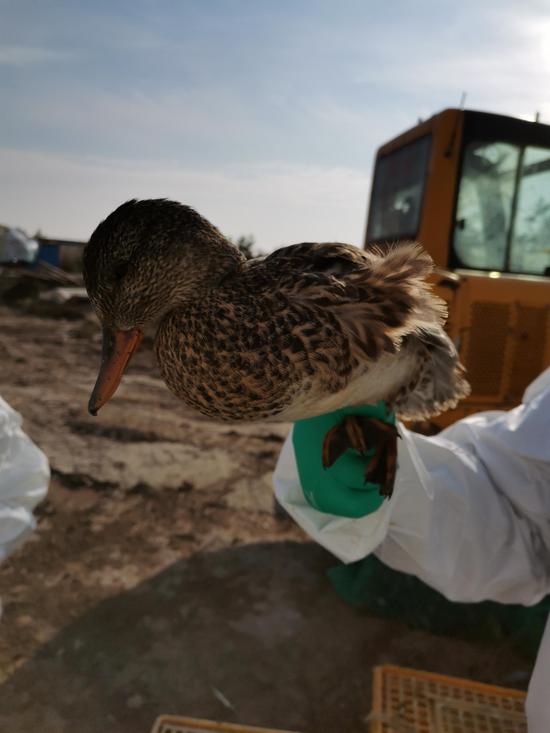 两男子在九段沙湿地捕野鸭去卖 因涉非法狩猎罪被抓