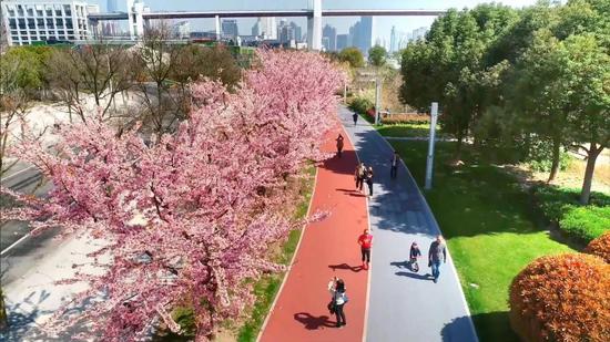 上海这些高颜值绿道春景上新详细一览