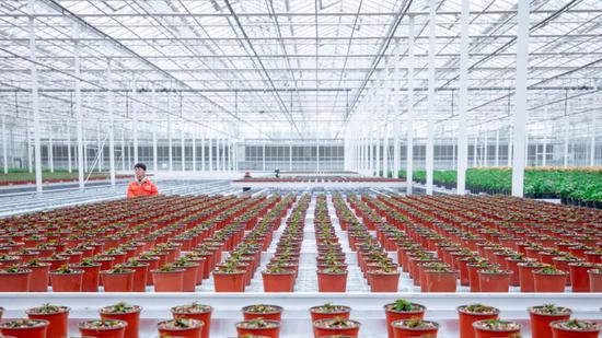 花博会7万平米智能温室大棚已种下花苗期待花开满园 手机新浪网