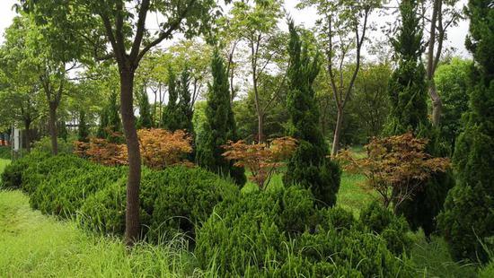 我修改了图纸里面的乔木，怎样能够在灌木和绿高里面看不见乔木？