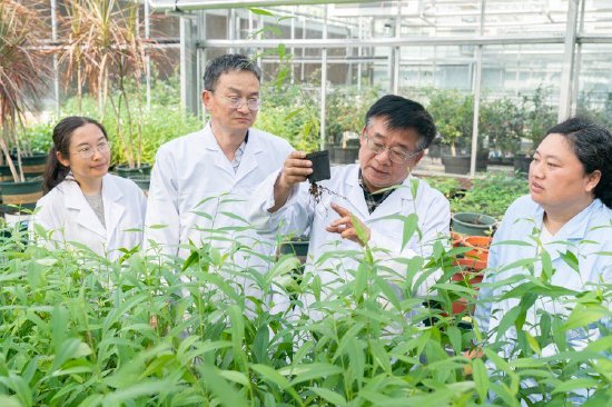 上海市农科院桃团队的科研工作者在观察选育黄桃新品种杂交苗。