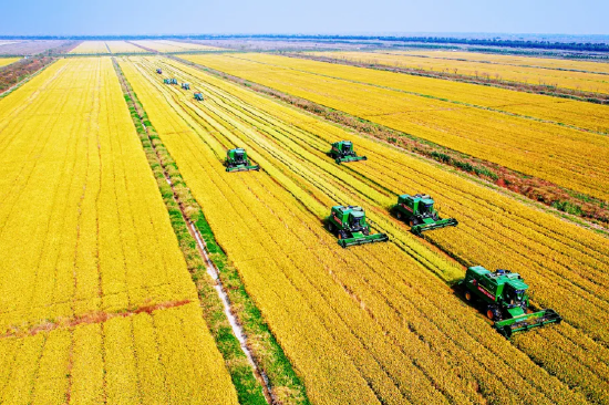 2025年，上海实现粮食播种面积、总产量、单产“三连增”。（图片来源：上海三农）