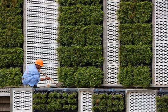 最大单体绿墙亮相五角场江湾体育场站换新颜