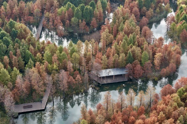 10月27日，记者在三林滨江城市森林“水森林”看到，水边的杉树群已微微泛红。澎湃新闻记者 邹娟 摄
