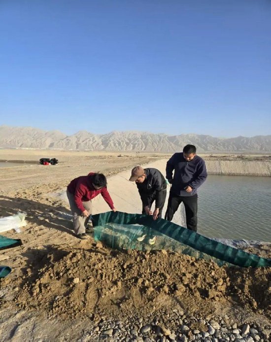 团队成员在红旗农场基地辅导当地工人搭建养殖设施