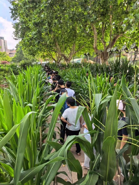 观众在玉米地等候入馆参观（资料图）