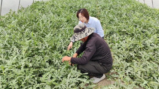 农行员工查看小皇冠生产基地情况