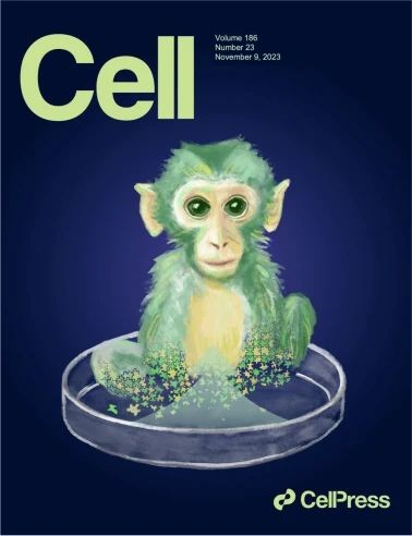 胚胎干细胞嵌合体猴卡通寓意图被选为Cell杂志的封面