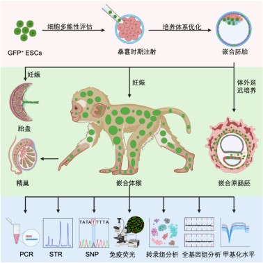 非人灵长类胚胎干细胞嵌合体研究模式图
