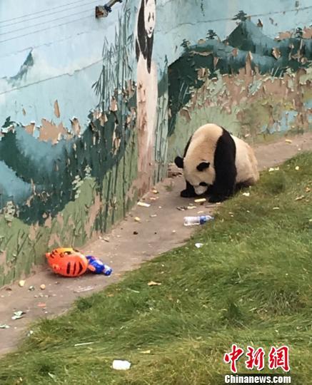 太原动物园“熊猫吃垃圾”调查结果:熊猫状况良好