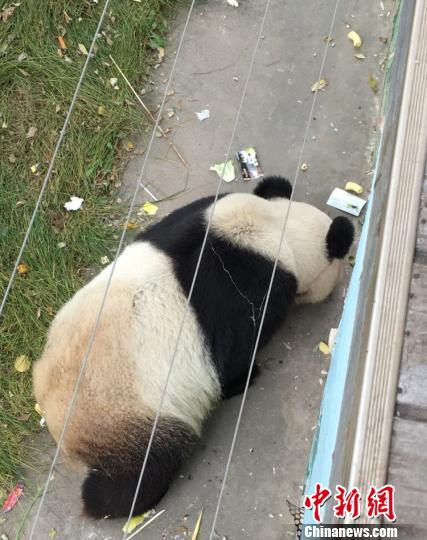 据网友发布的照片显示，熊猫馆外场场边有游客随意丢弃的零食、矿泉水瓶、易拉罐、塑料袋等，一只成年大熊猫在附近食用游客丢弃的零食。　网友 摄